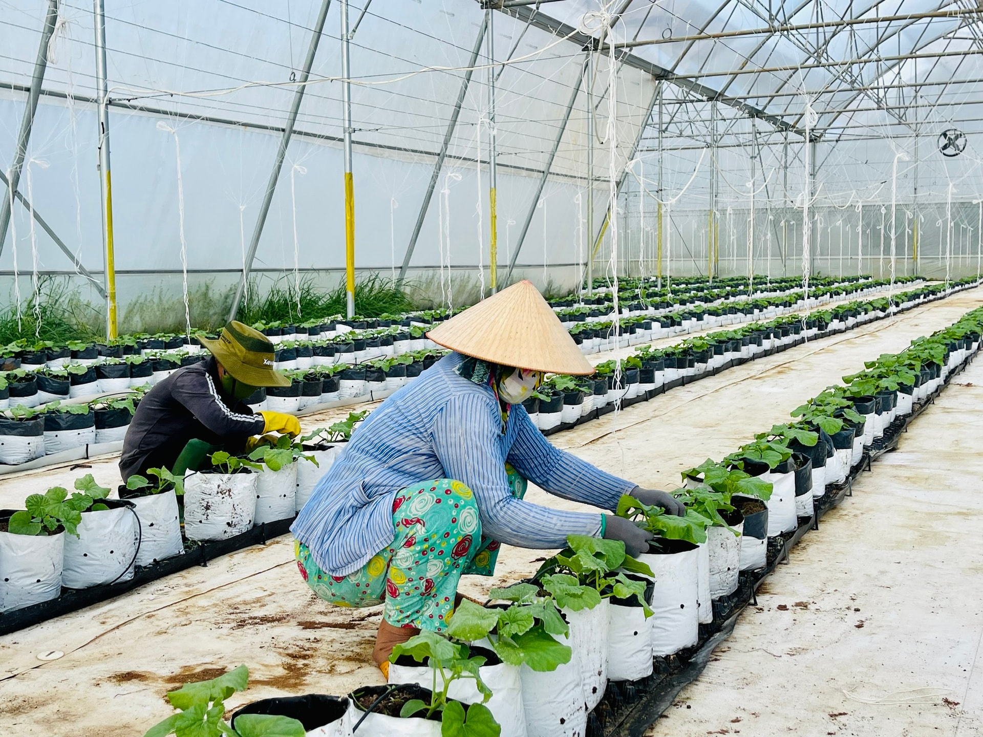 Găng Da – Lựa Chọn Bảo Hộ Chuyên Nghiệp Cho Ngành Nông Nghiệp Và Chăn Nuôi